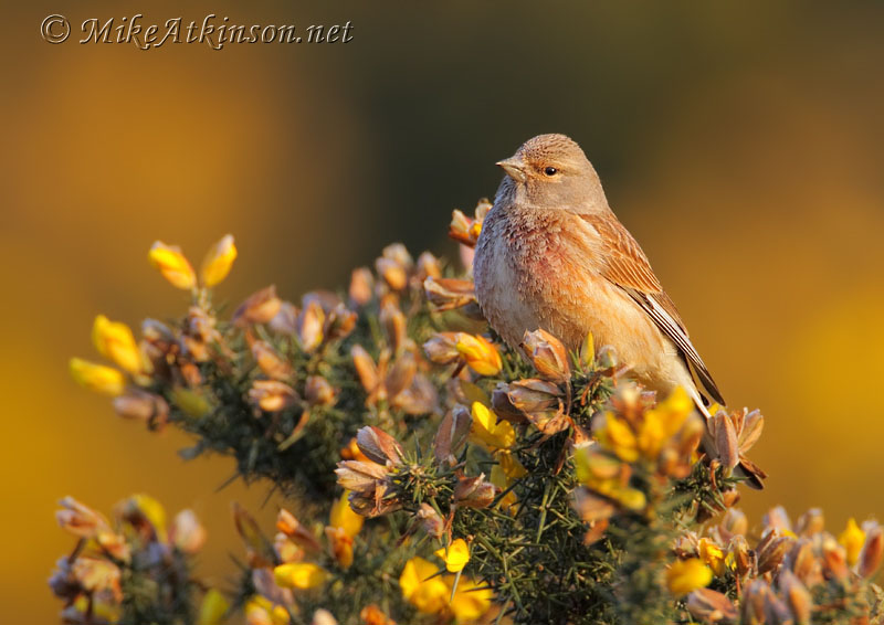 Linnet
