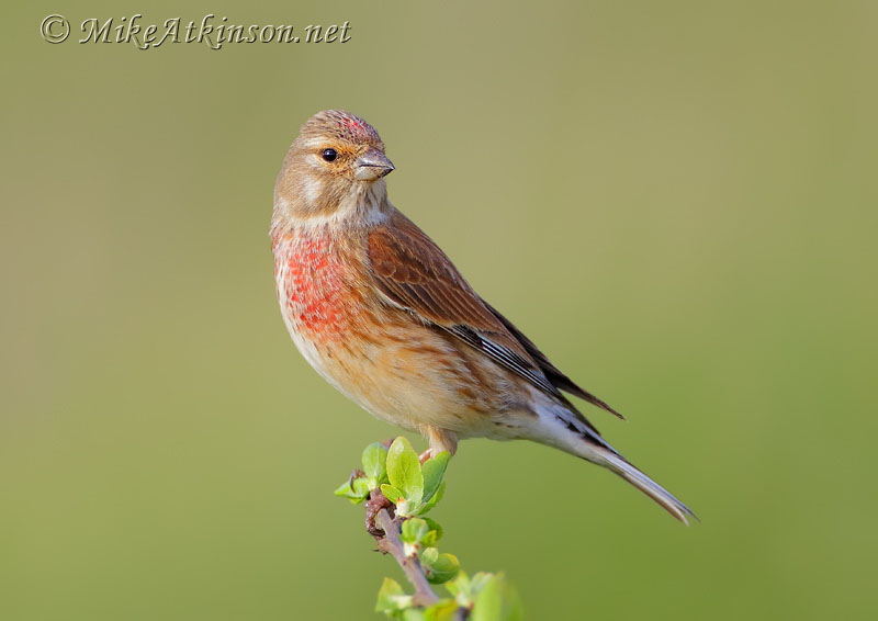 Linnet
