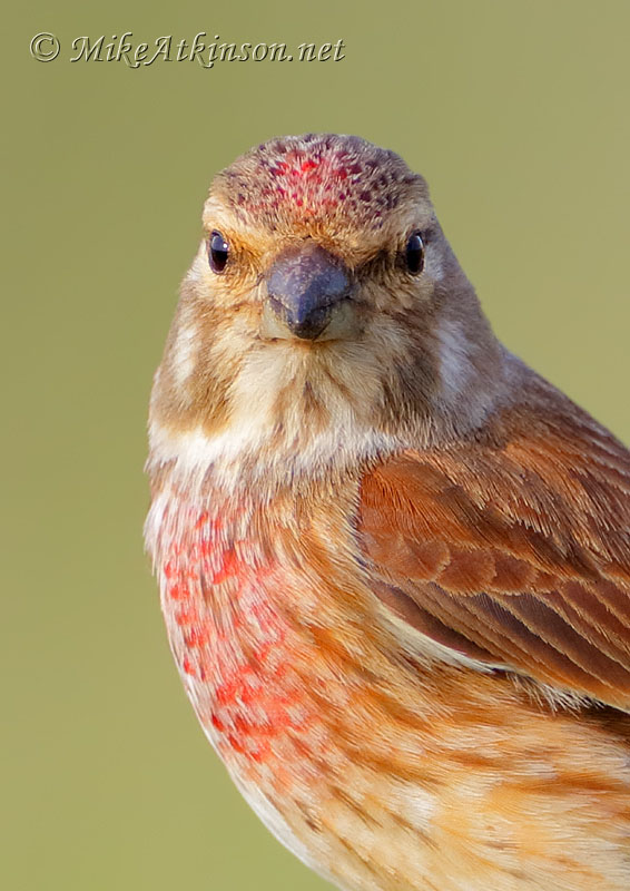 Linnet