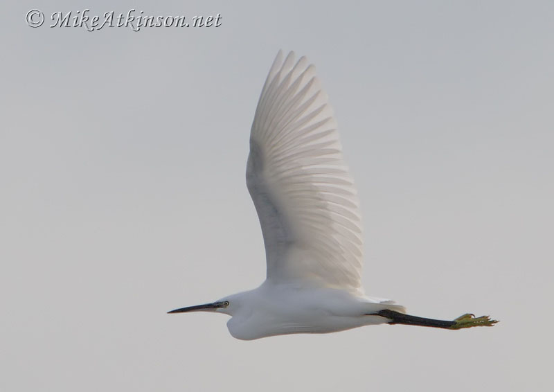 Little Egret