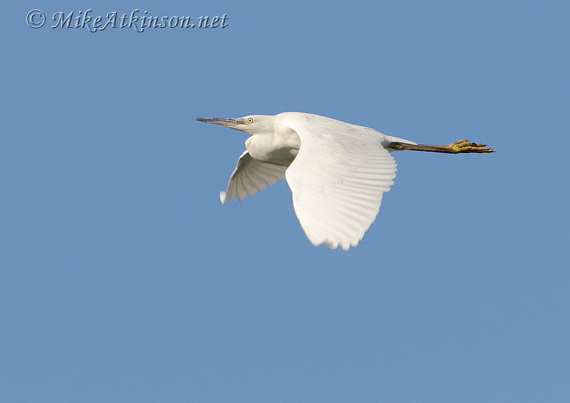 Little Egret