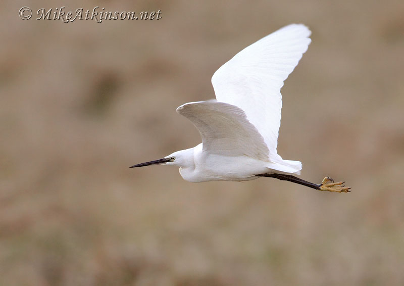 Little Egret