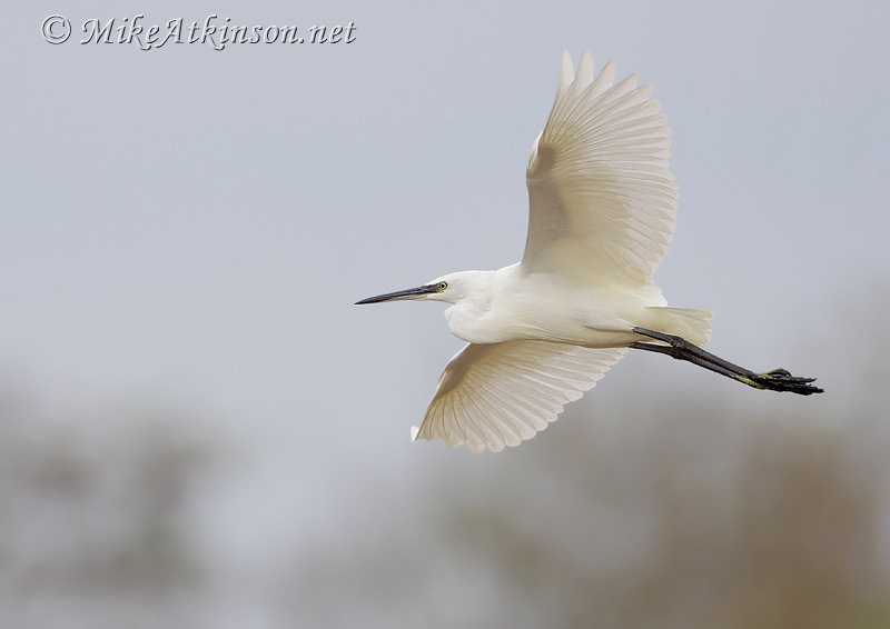 Little Egret