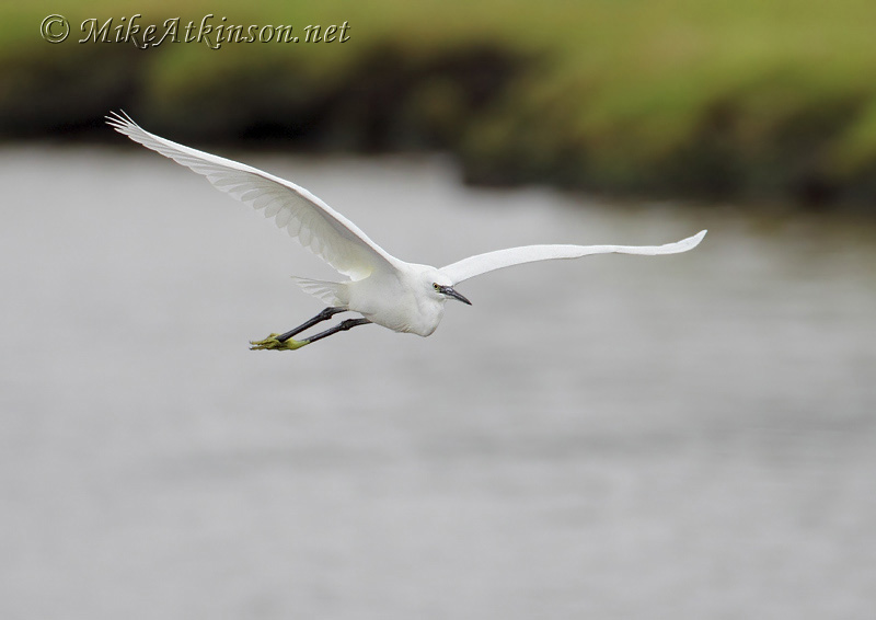 Little Egret