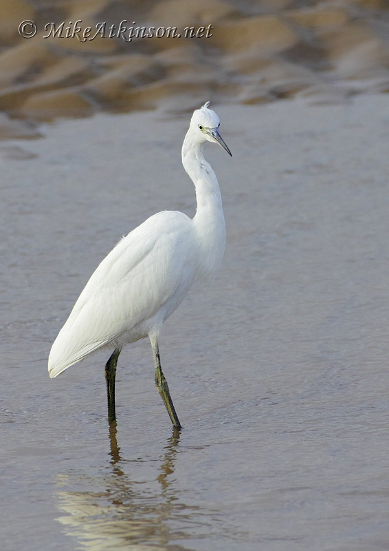 Little Egret