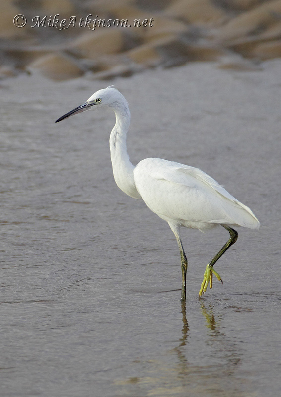 Little Egret