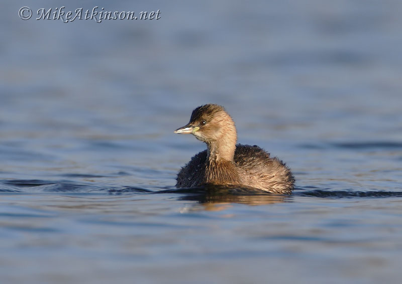 Little Grebe