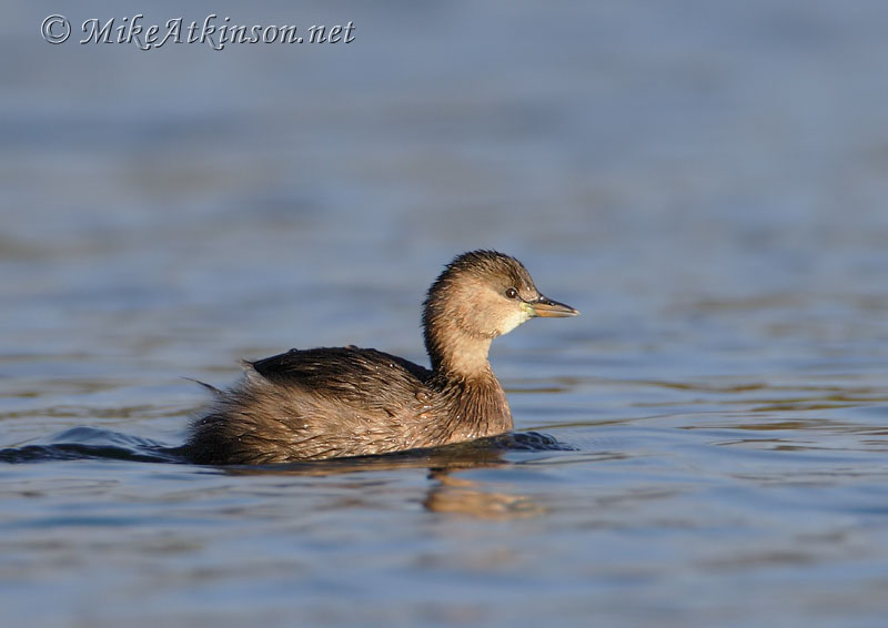 Little Grebe