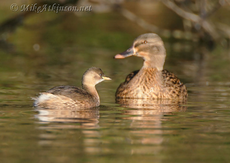 Little Grebe