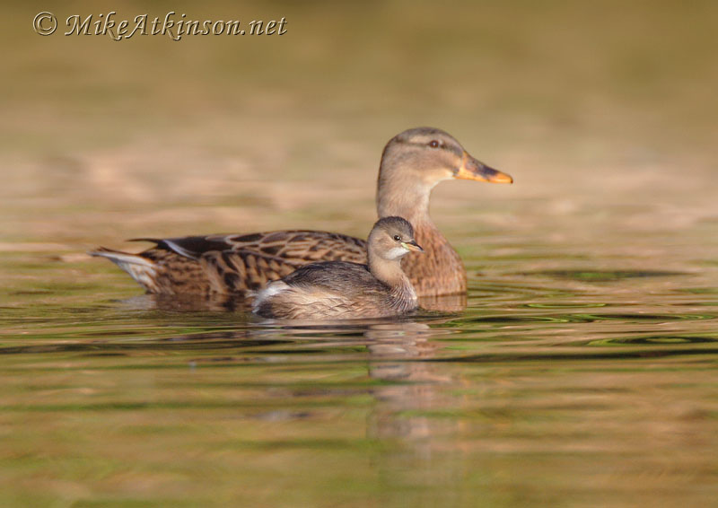 Little Grebe