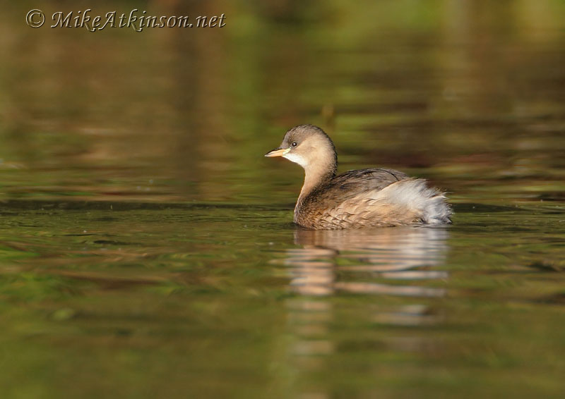Little Grebe