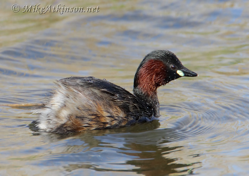 Little Grebe