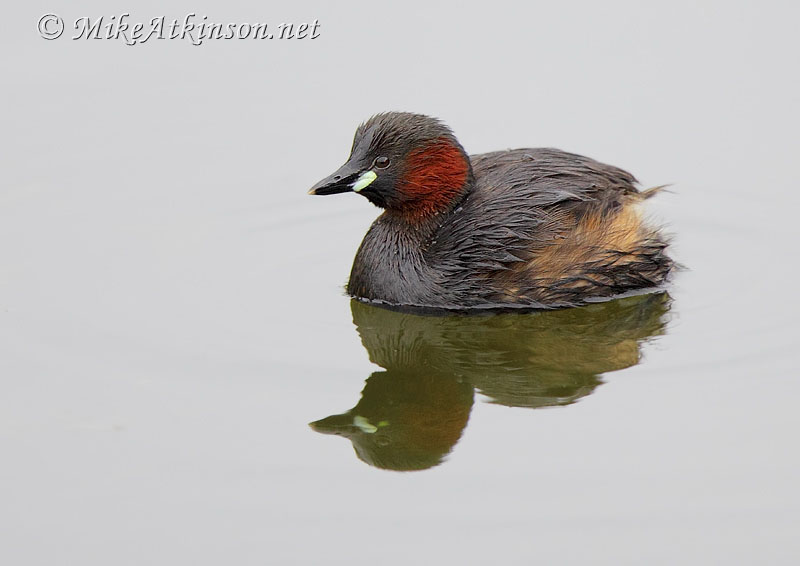 Little Grebe