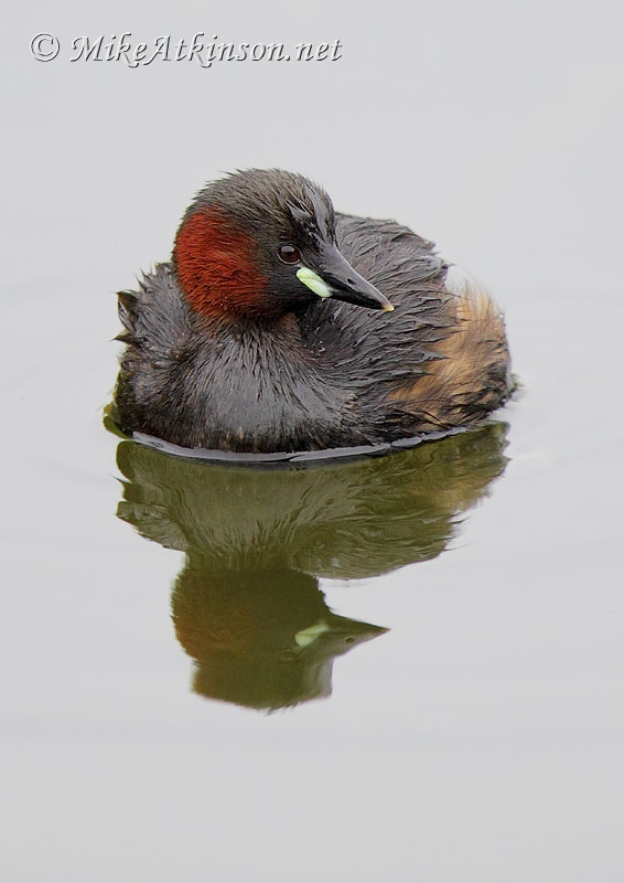 Little Grebe