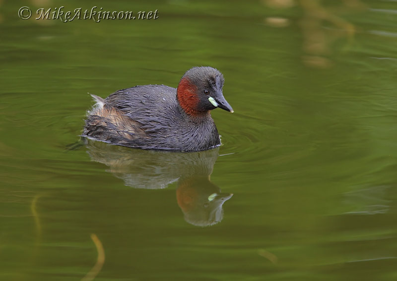 Little Grebe