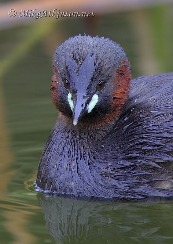 Little Grebe