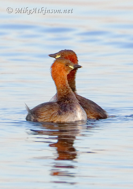 Little Grebe