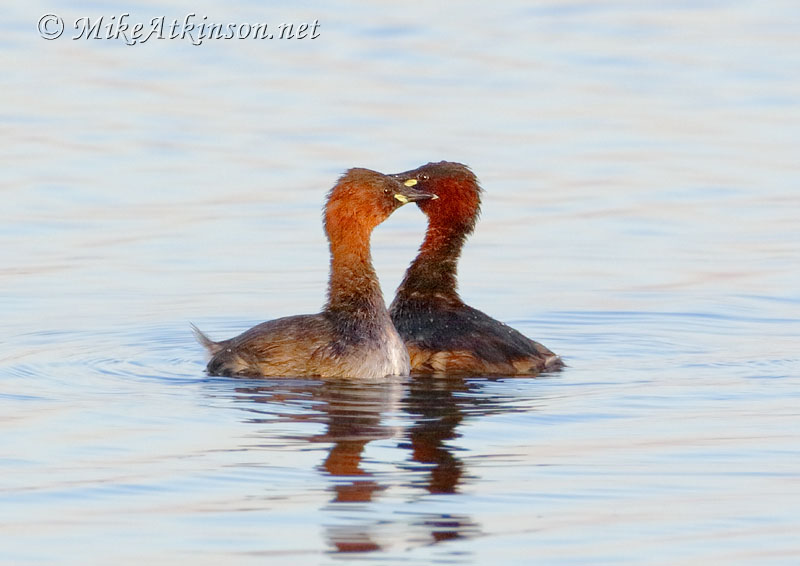 Little Grebe