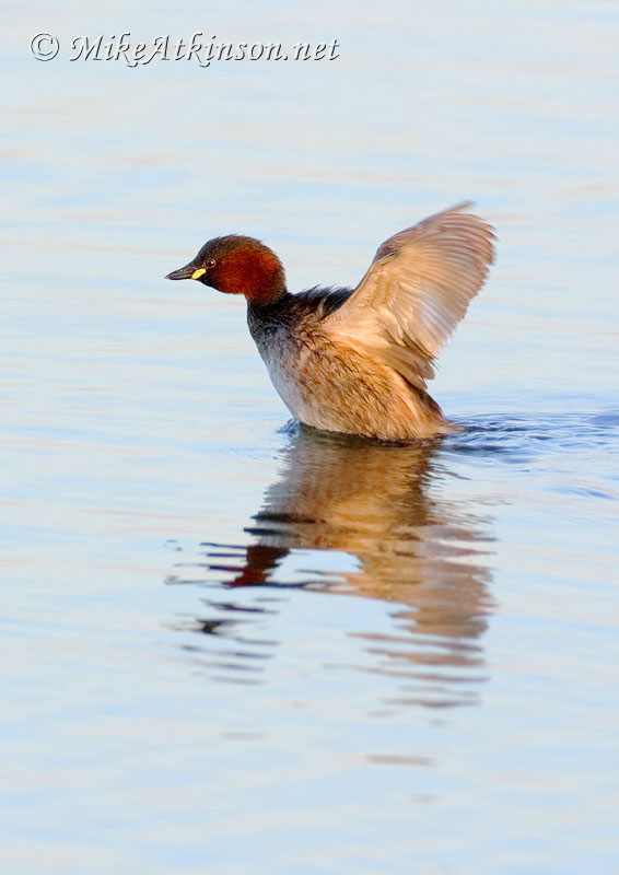 Little Grebe
