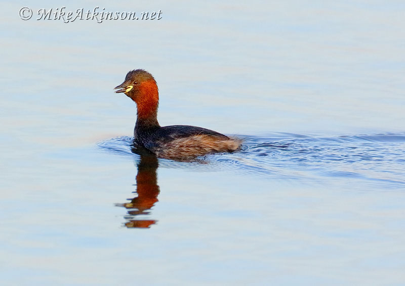 Little Grebe