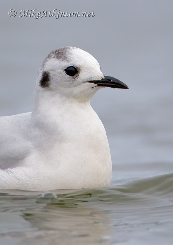 Little Gull