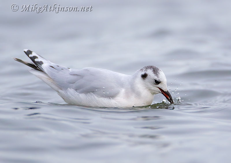 Little Gull