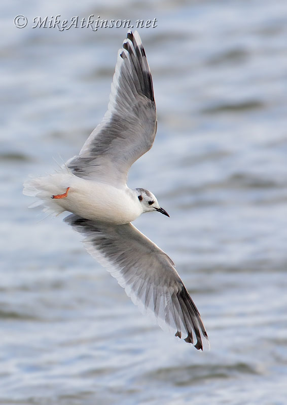 Little Gull