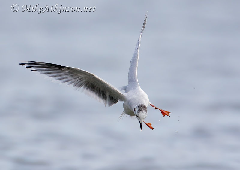 Little Gull