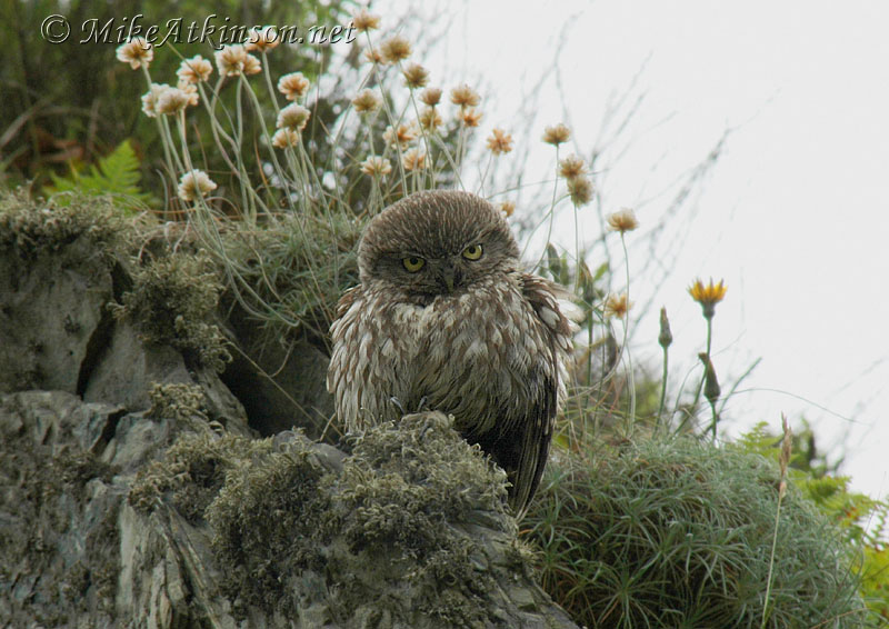 Little Owl