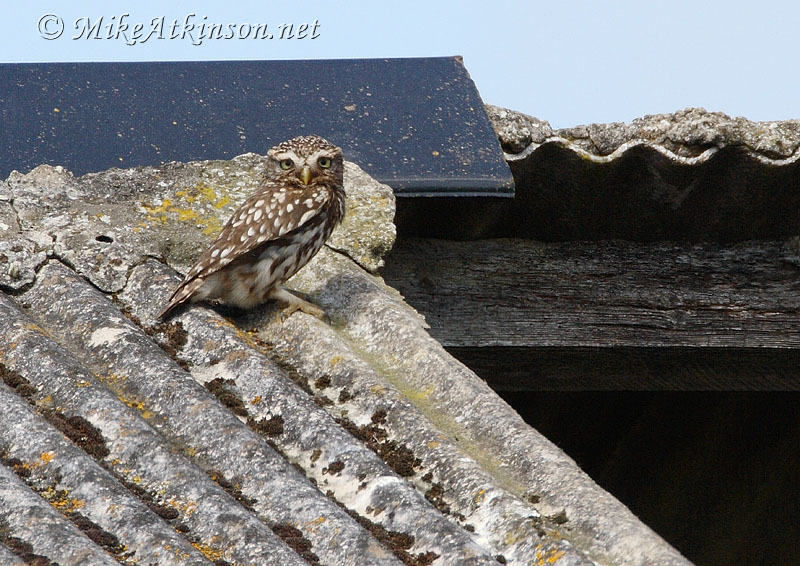 Little Owl