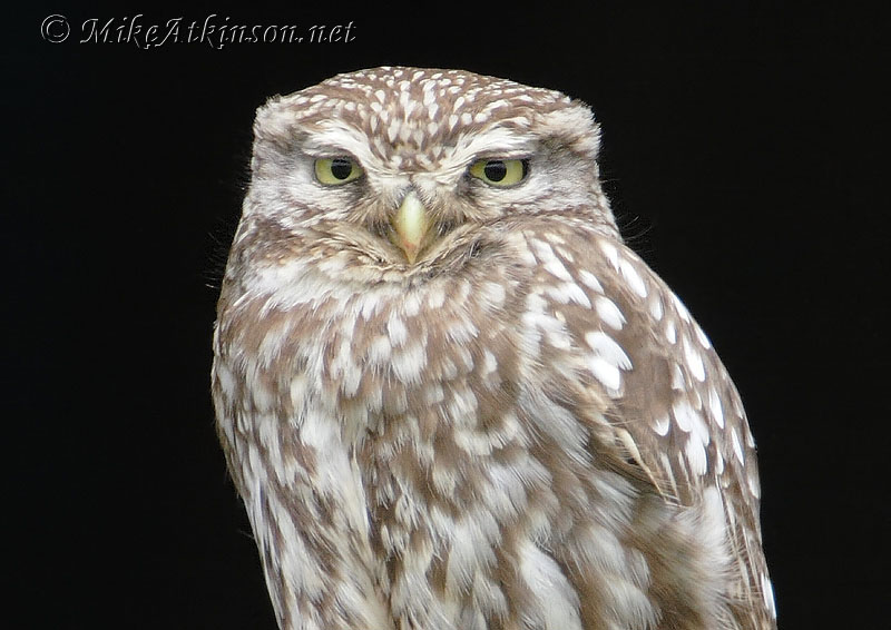 Little Owl