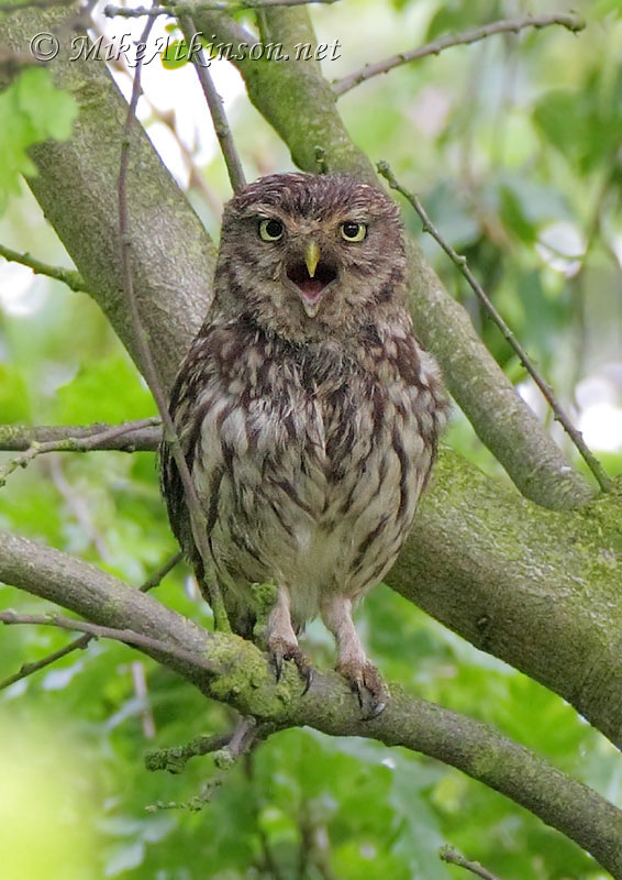 Little Owl