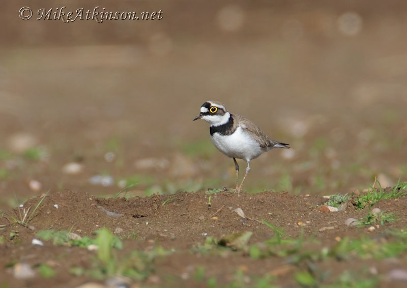 Little Ringed Plover