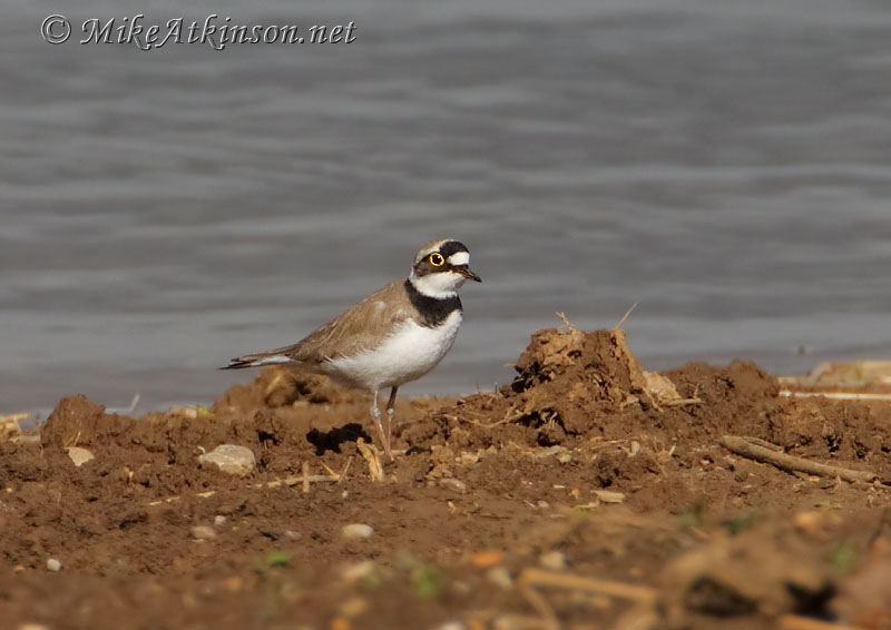 Little Ringed Plover