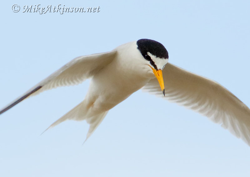 Little Tern