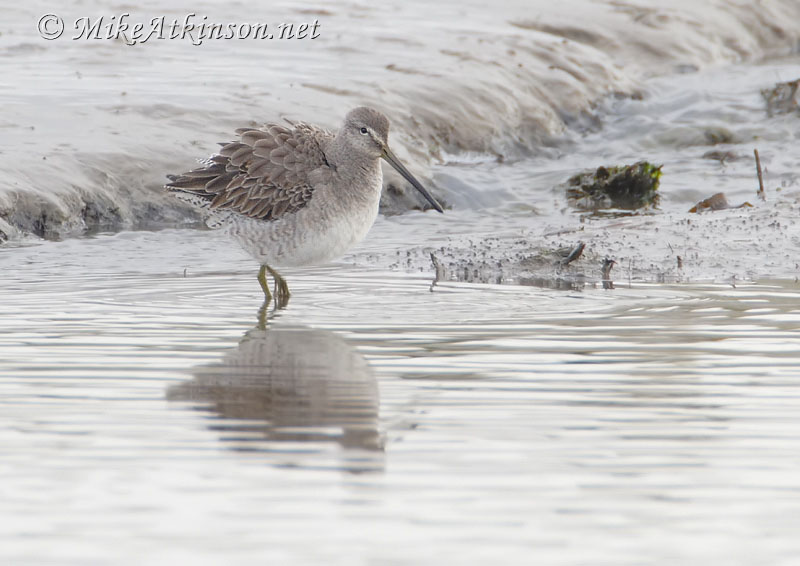 Long-billed Dowitcher