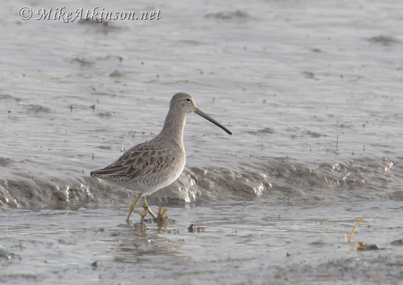 Long-billed Dowitcher