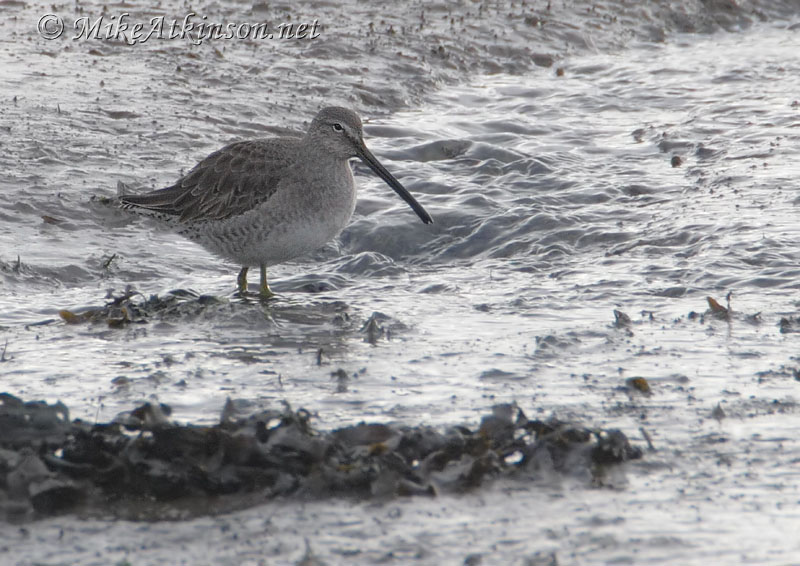 Long-billed Dowitcher