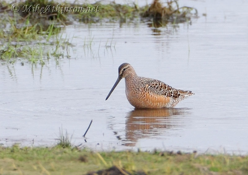 Long-billed Dowitcher