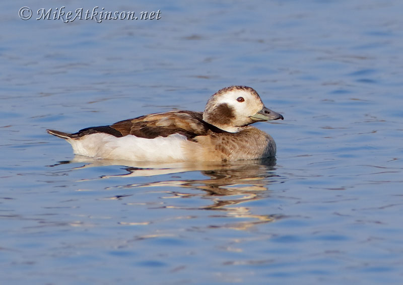 Long-tailed Duck