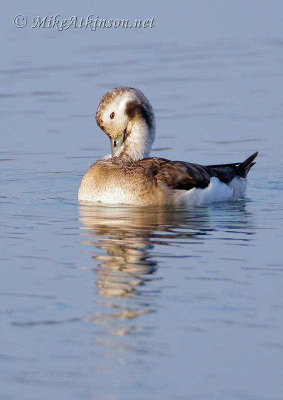 Long-tailed Duck