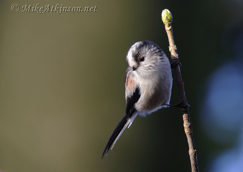 Long-tailed Tit