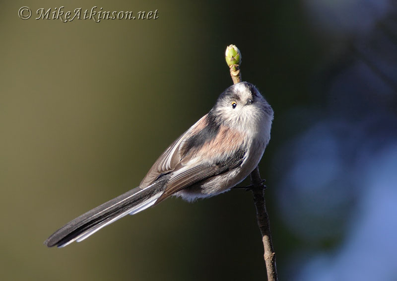 Long-tailed Tit