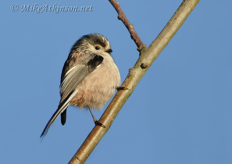 Long-tailed Tit