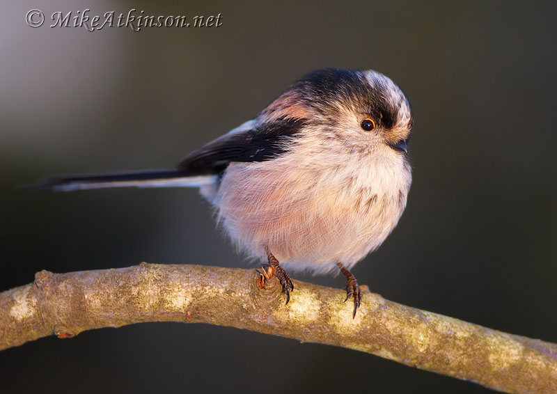 Long-tailed Tit