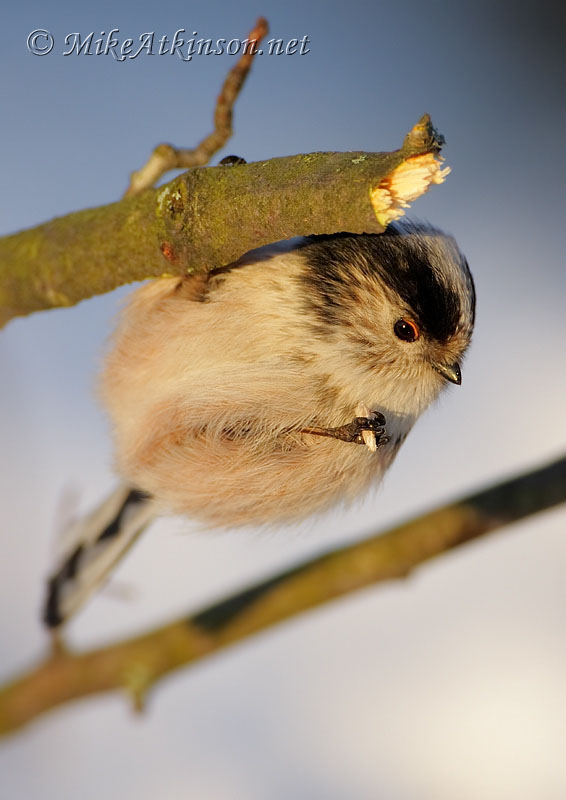Long-tailed Tit