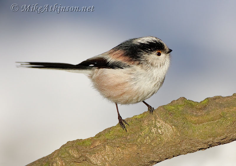 Long-tailed Tit