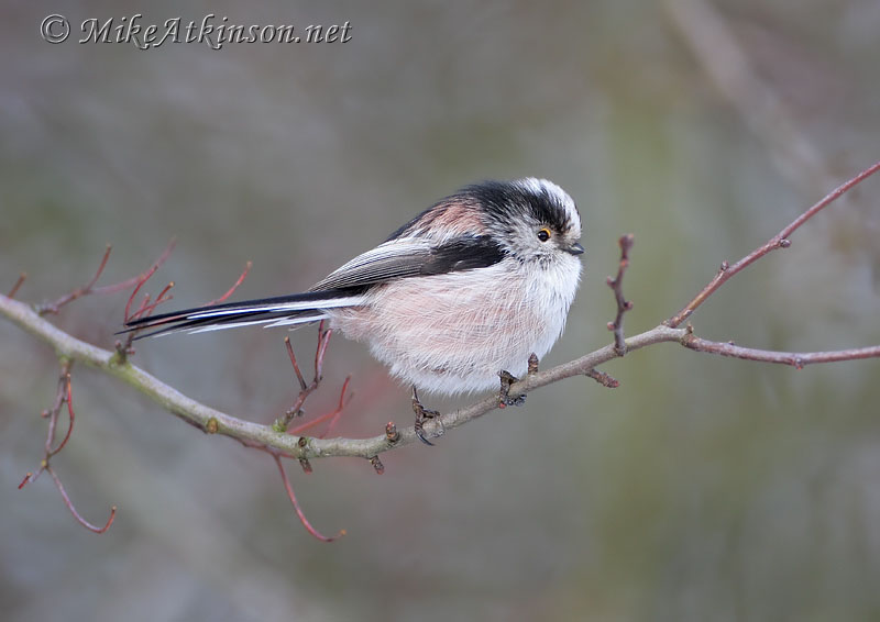 Long-tailed Tit