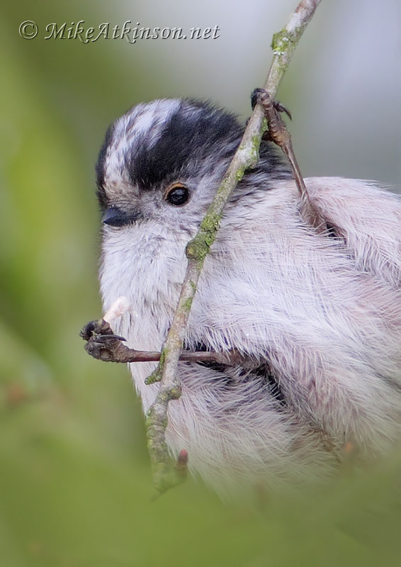 Long-tailed Tit