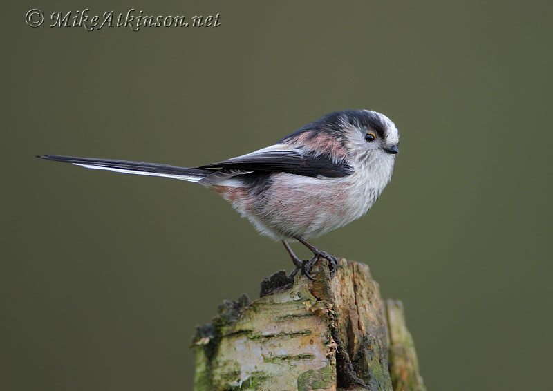 Long-tailed Tit